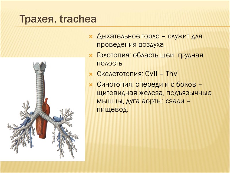 Трахея, trachea Дыхательное горло – служит для проведения воздуха. Голотопия: область шеи, грудная полость.